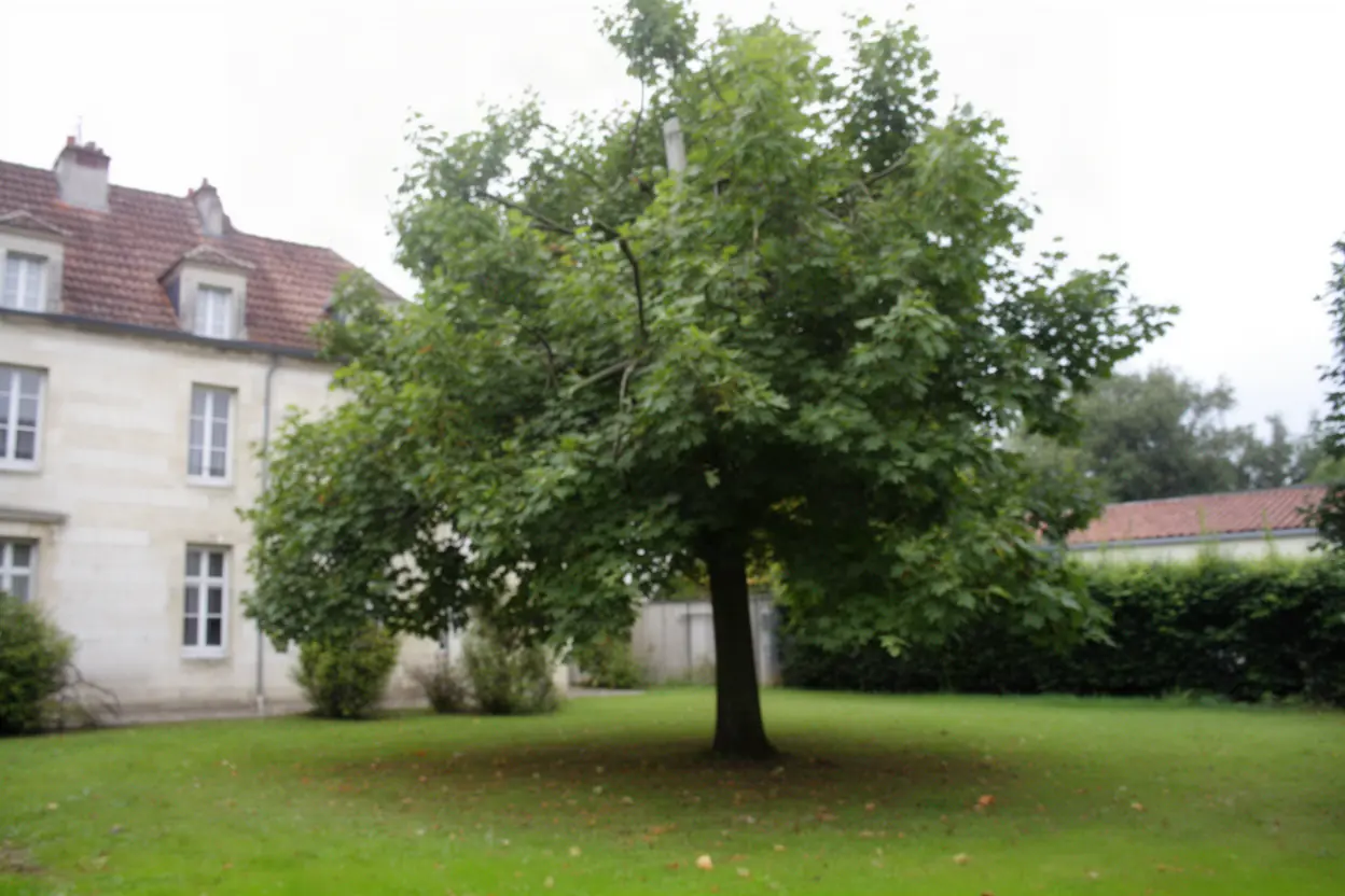 Arbre encombré de branches avant élagage à Poitiers