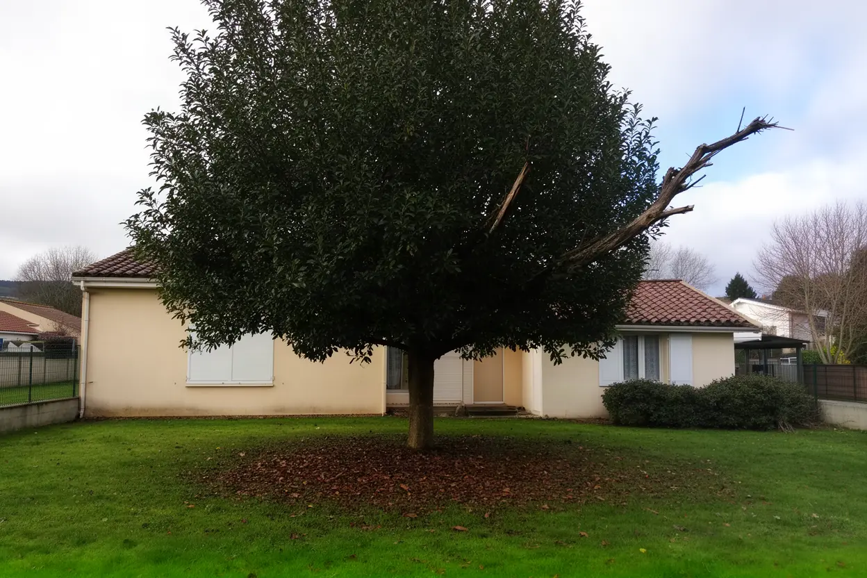 Branches proches d'une dépendance dans un jardin à Chasseneuil-du-Poitou