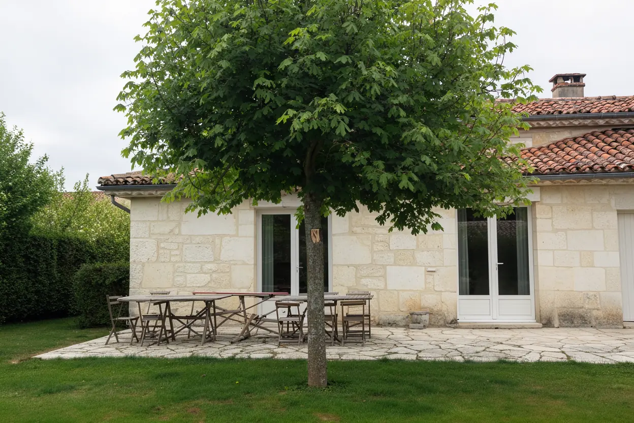 Après taille douce et sécurisation de l’arbre à Poitiers