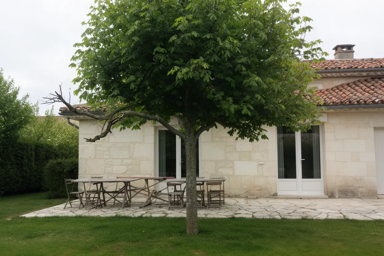 Avant, houppier dense au-dessus d’une terrasse à Poitiers
