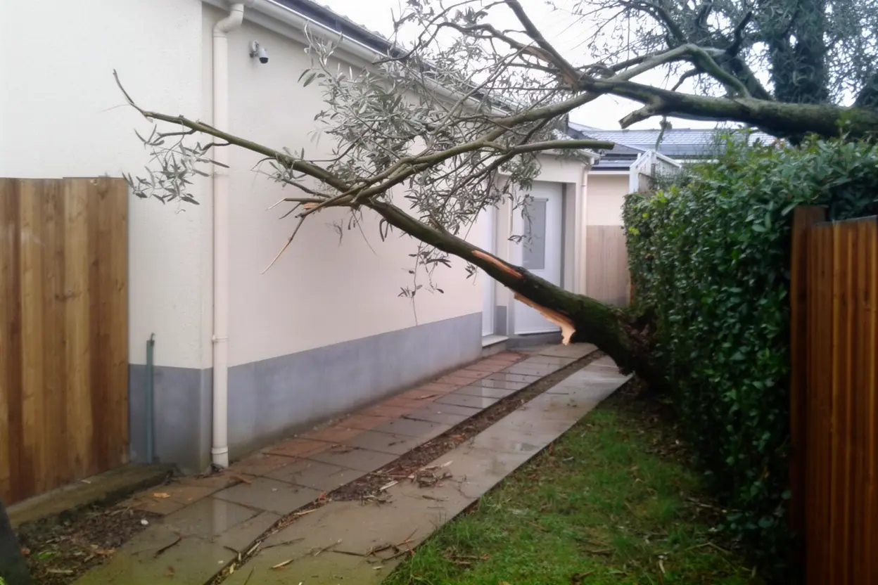 Branche fragilisée au-dessus d’un accès à Saint-Benoît